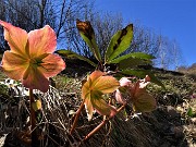 58 Helleborus niger (Elleboro) in fruttescenza